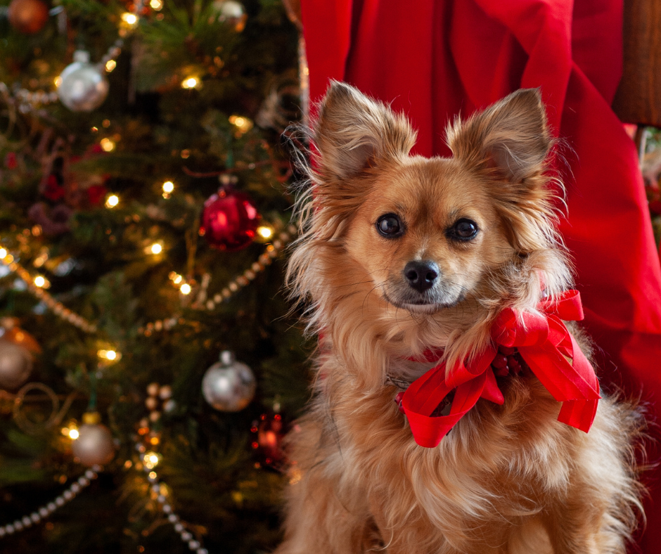 L'adoption d'un chien pour Noël  Océane Massol Éducation