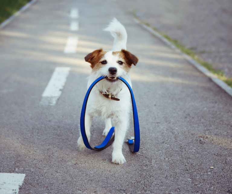 chien-promenade