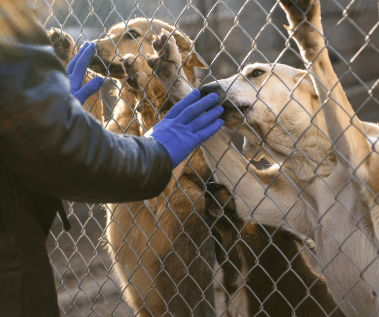 chien-de-refuge