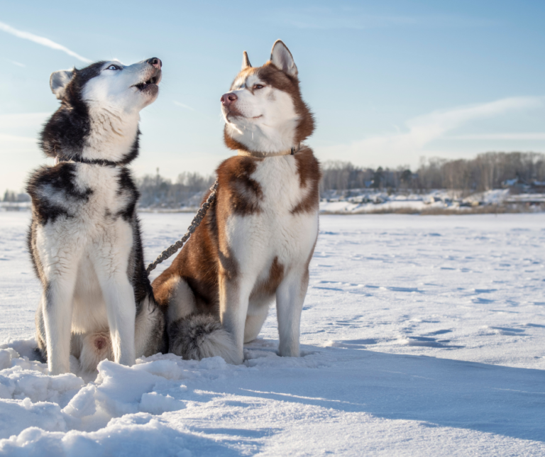 husky-chien-froid