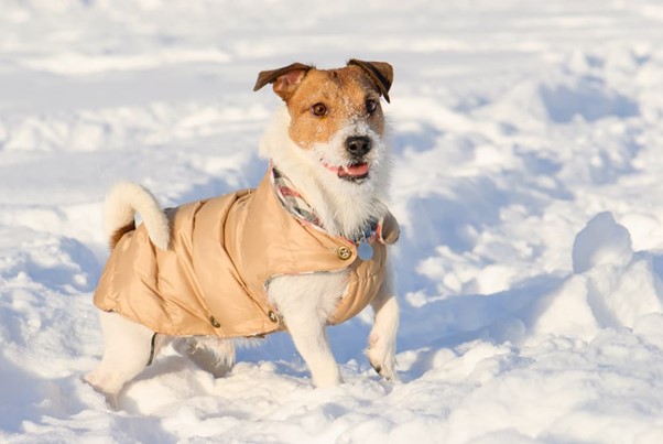 manteau-chien-froid