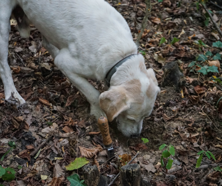 chien-truffier