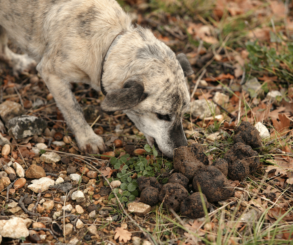 sport-canin