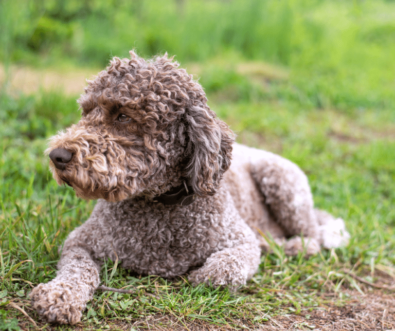 Lagotto-Romagnolo