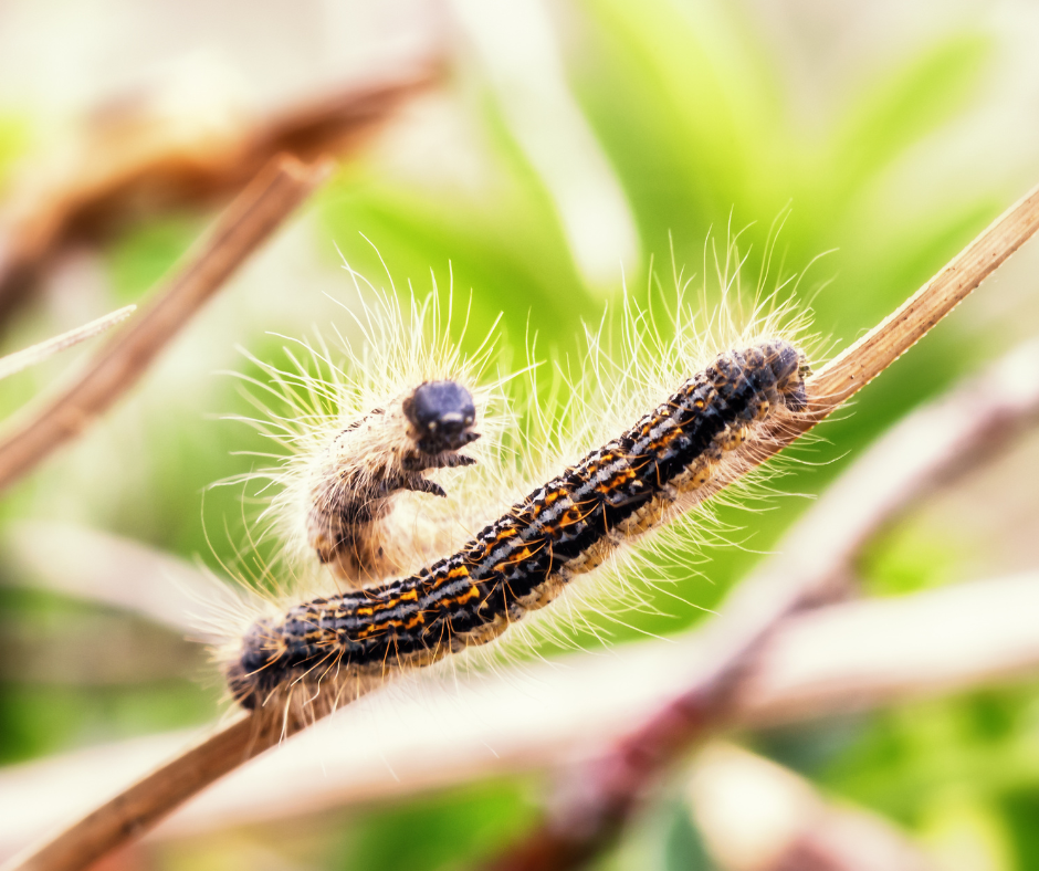 chenille-processionnaire