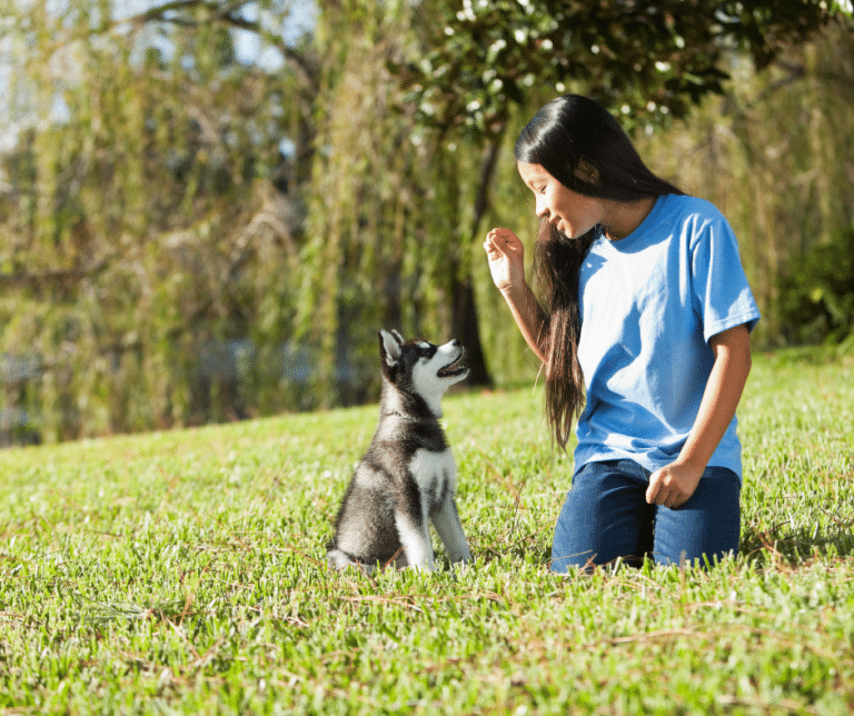 socialiser-son-chien