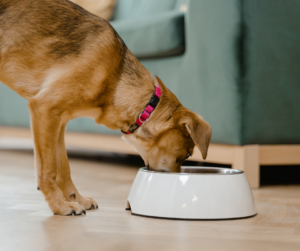 alimentation-du-chien