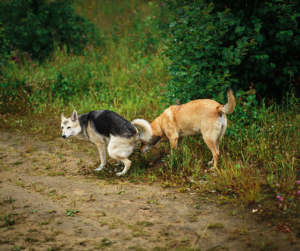 chien-malpropre