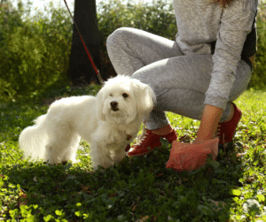 Pourquoi-mon-chien-mange-t-il-ses-excréments ?