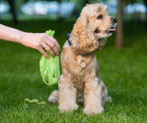 comportement-étrange-chez-le-chien