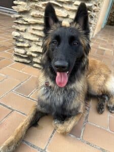 race-de-chien