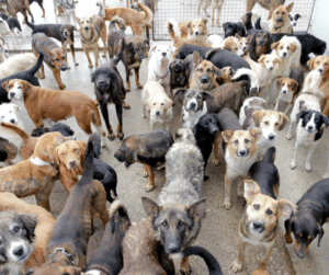 surpopulation-canine