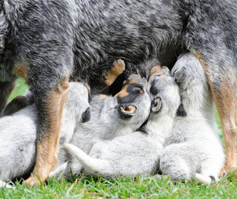 vente-de-chiots