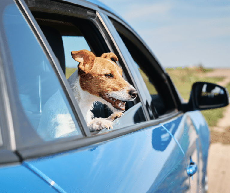 chien-voiture