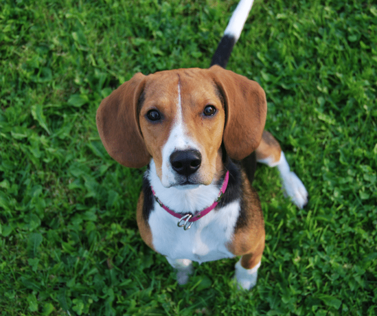 chien-oreilles