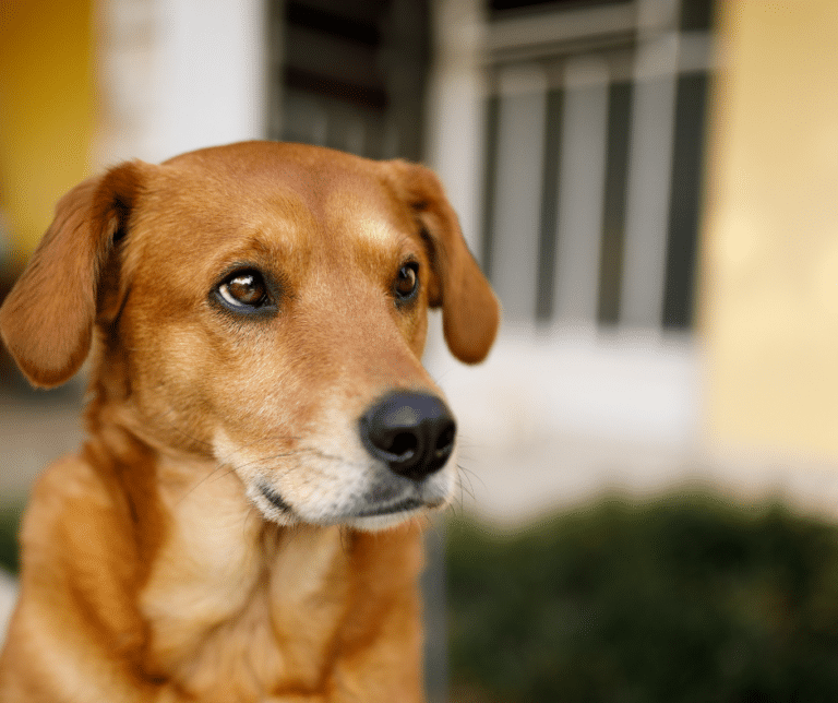 chien-regard