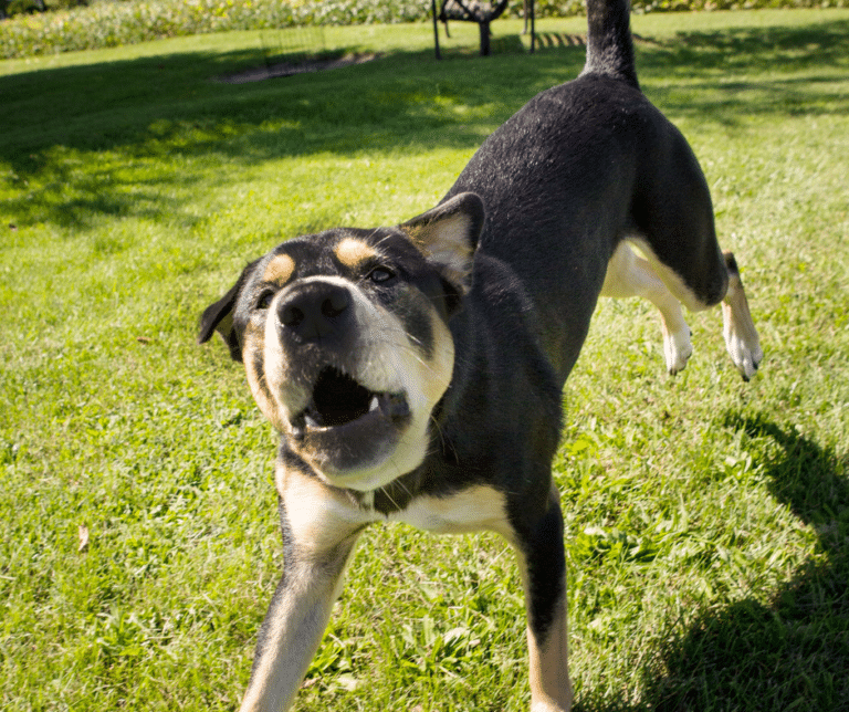 chien-aboiement