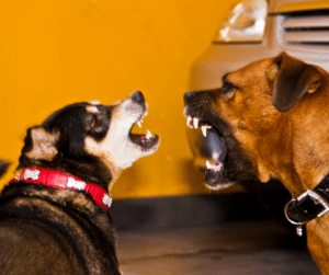 socialisation des chiens