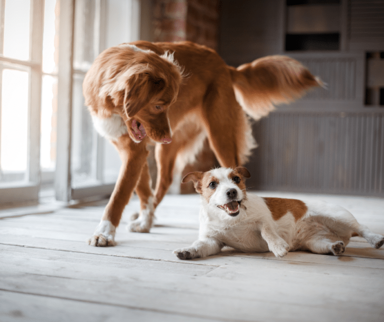 Accueillir un deuxième chien