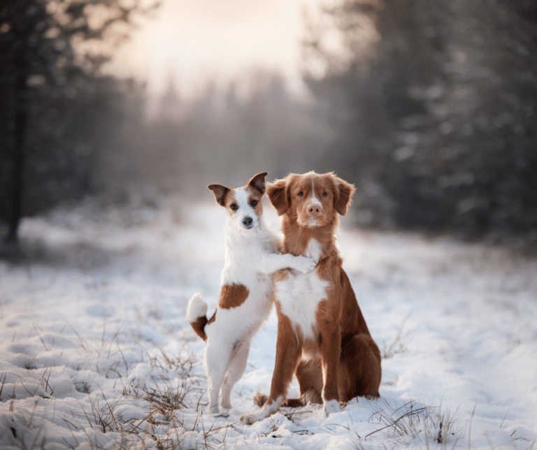 chiens-et-hiver