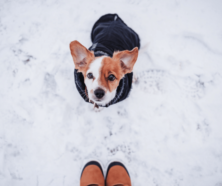 manteau-hiver-chien