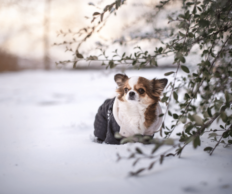 engelures-chien