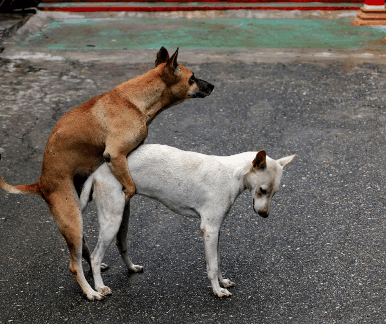 chevauchement chez le chien